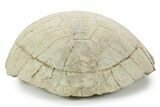Inflated Fossil Tortoise (Testudo) w/ Limb Bone - South Dakota #355982-5